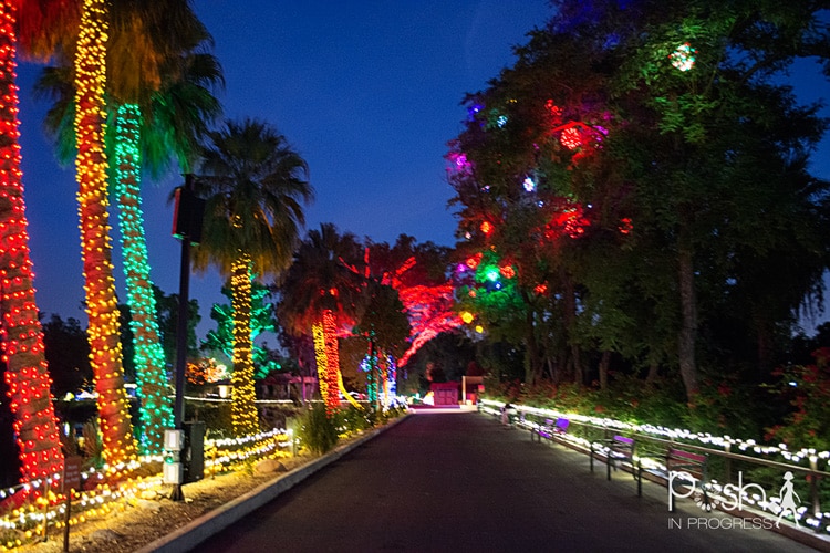 Phoenix Zoo Lights Sneak Peek - Posh in Progress