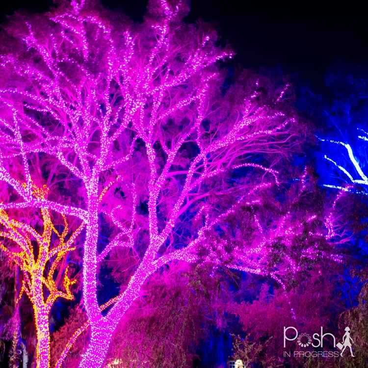 Phoenix Zoo Lights Sneak Peek