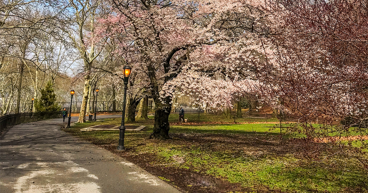 Here Are 3 Parks In New York You Will Love To See When It's Spring 