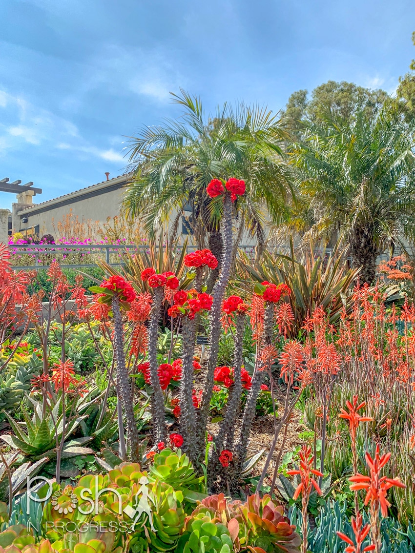 I Visited South Coast Botanic Garden And This Is What Happened
