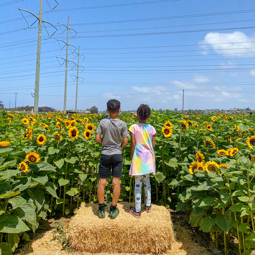 5 Tips to Take the Best Pictures at Carlsbad Flower Fields