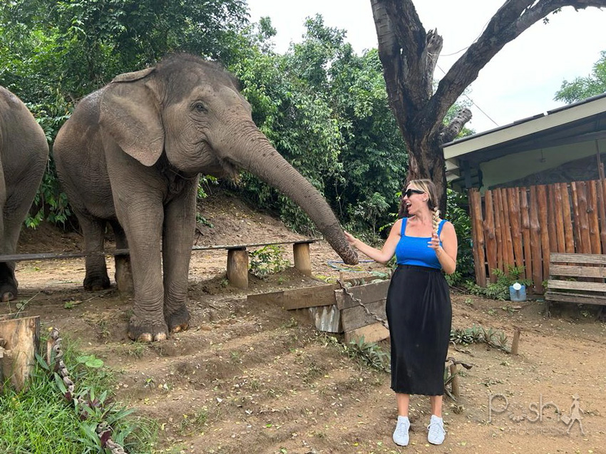 elephant sanctuary thailand 2
